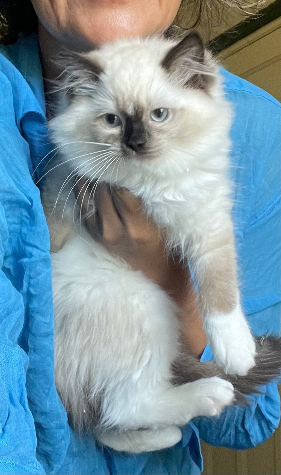 Ragdoll kitten, Poes, Ingeënt