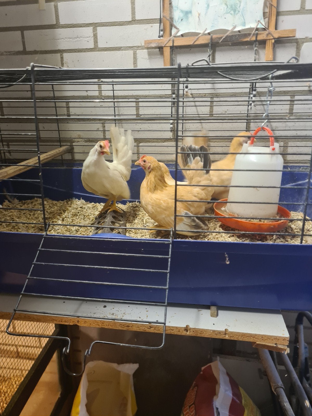 Tk serama krielkipjes, Dieren en Toebehoren, Vogels | Kanaries, Mannelijk, Bastaard