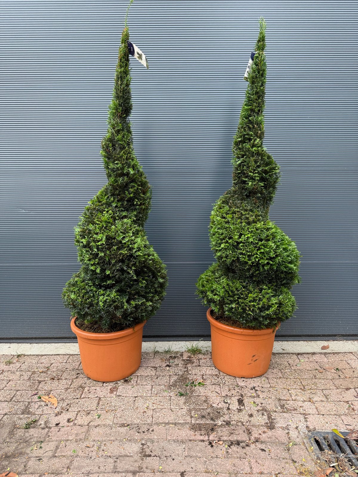 Taxusspiralen - 2 meter hoog, 45 liter pot (ook in olijf), Ophalen, Vaste plant, Overige soorten, Volle zon