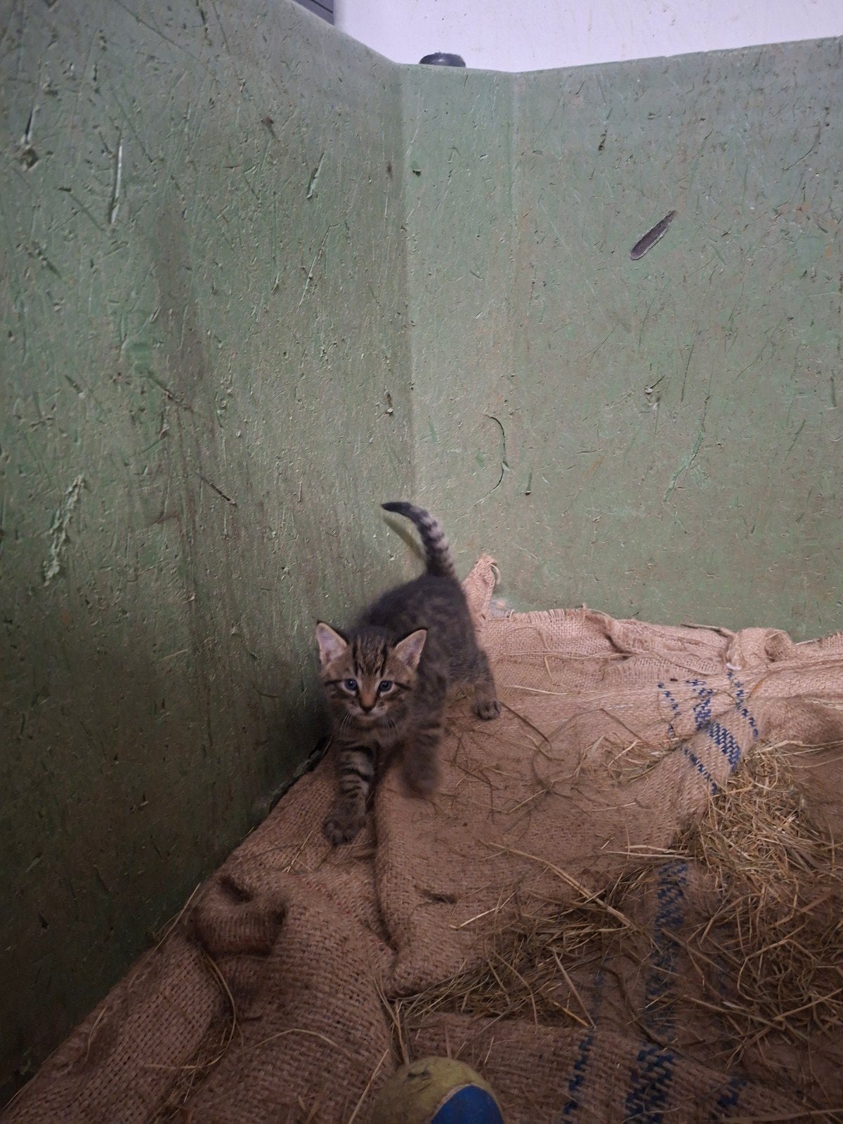 nestje lieve katertjes