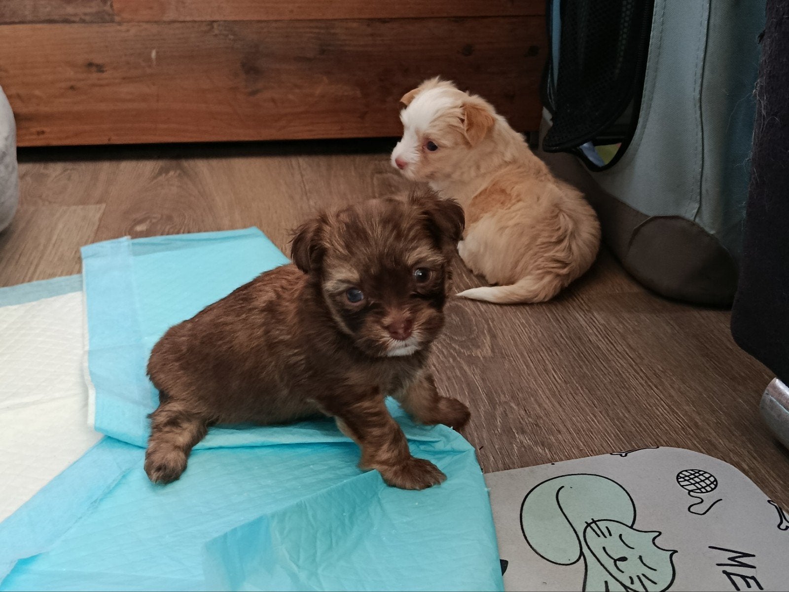Schattige kleine Bolonka (Chihuahua) pups beschikbaar, Parvo, 8 tot 15 weken, Meerdere, Meerdere dieren
