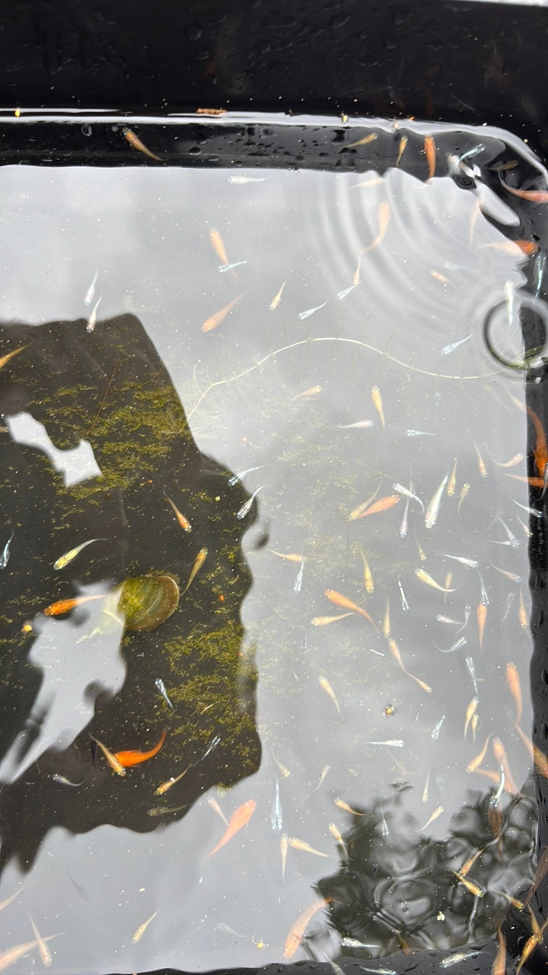 Grote jonge medaka mix van diverse soorten, Overige soorten