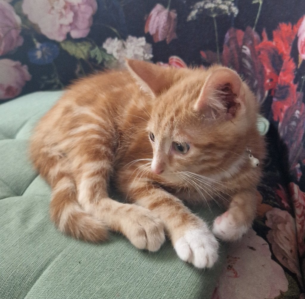 Lieve Boerderij Kittens Te Koop, Kater, 0 tot 2 jaar