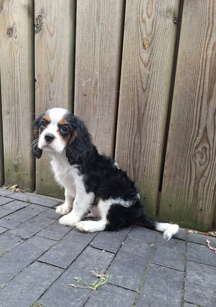 Cavalier King Charles Spaniel  zoekt een warm thuis, Parvo, 8 tot 15 weken, Eén hond, Nederland