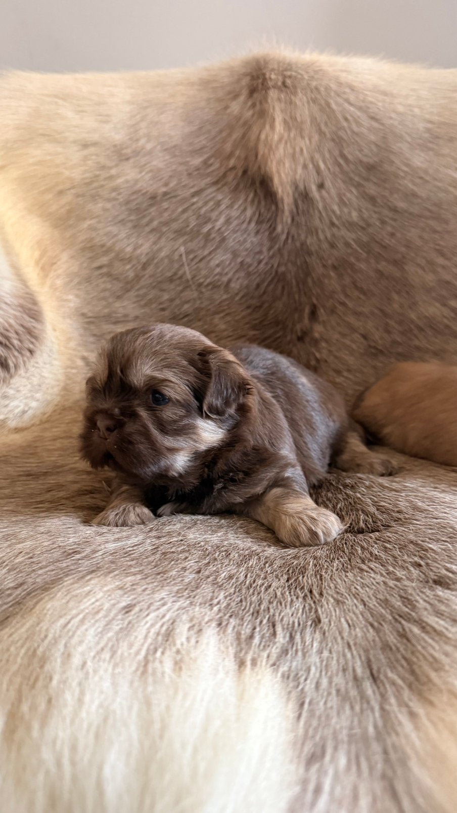 Shih tzu pupjes Lilak, België, CDV (hondenziekte), 8 tot 15 weken, Meerdere