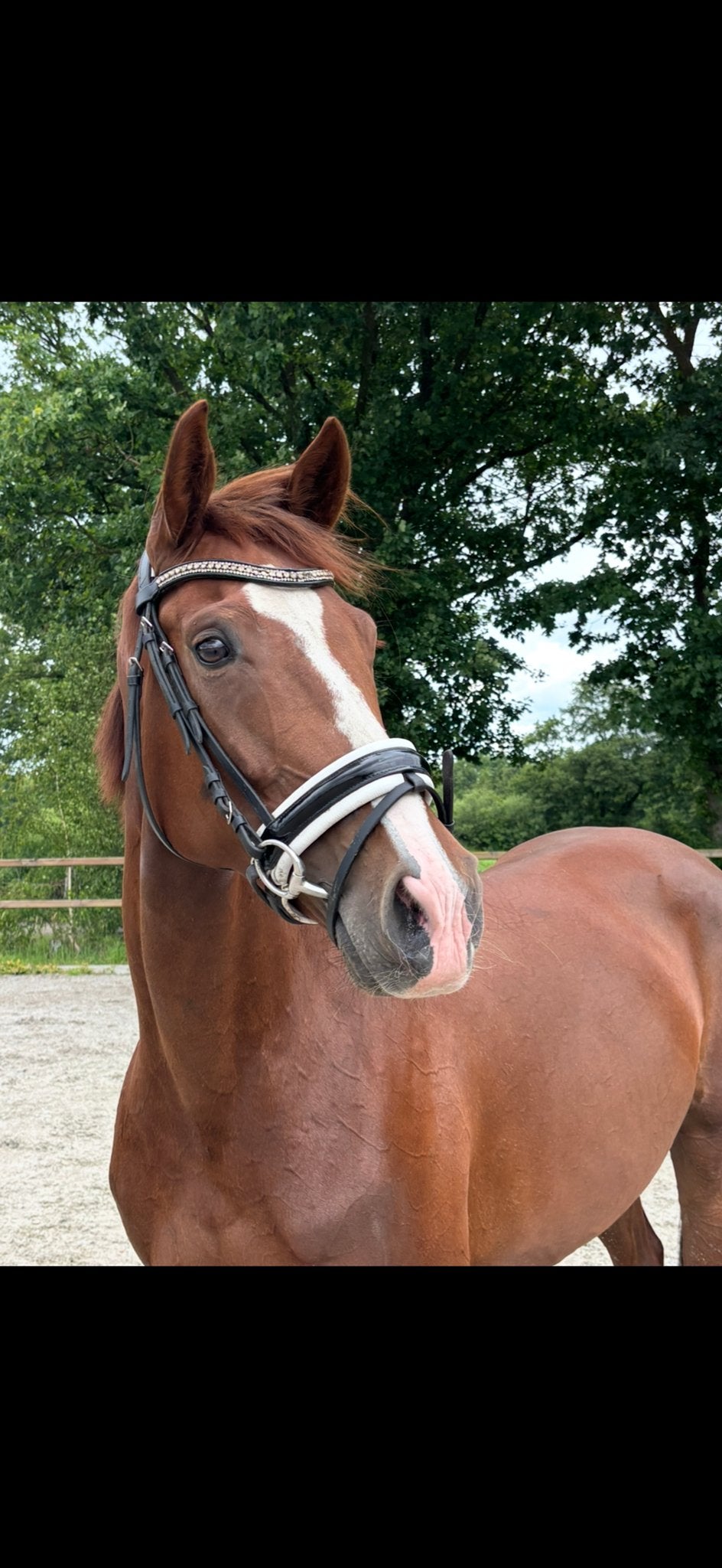Aansprekende 8 jarige merrie Daily Diamond x paddox, Dieren en Toebehoren, Paarden, Merrie, Met stamboom, Dressuurpaard, Zadelmak