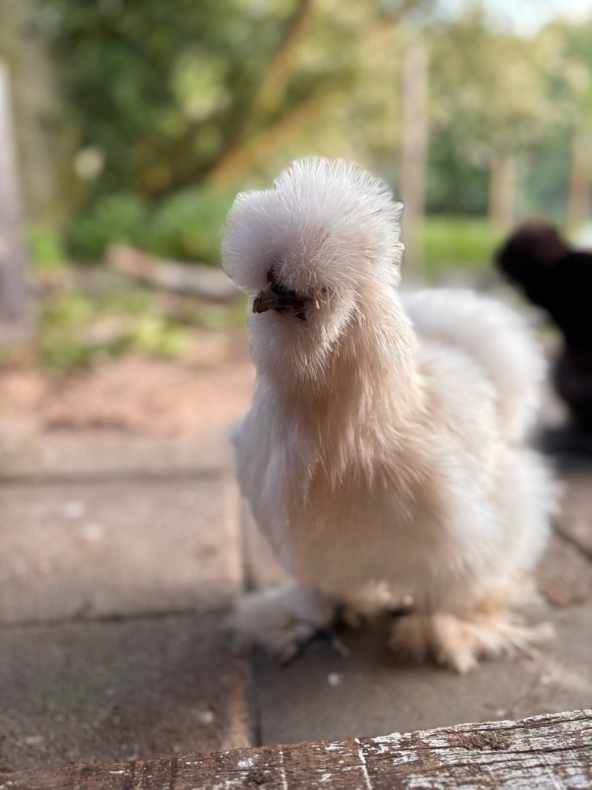 USA zijdehoender haantje, Dieren en Toebehoren, Pluimvee, Mannelijk, Kip