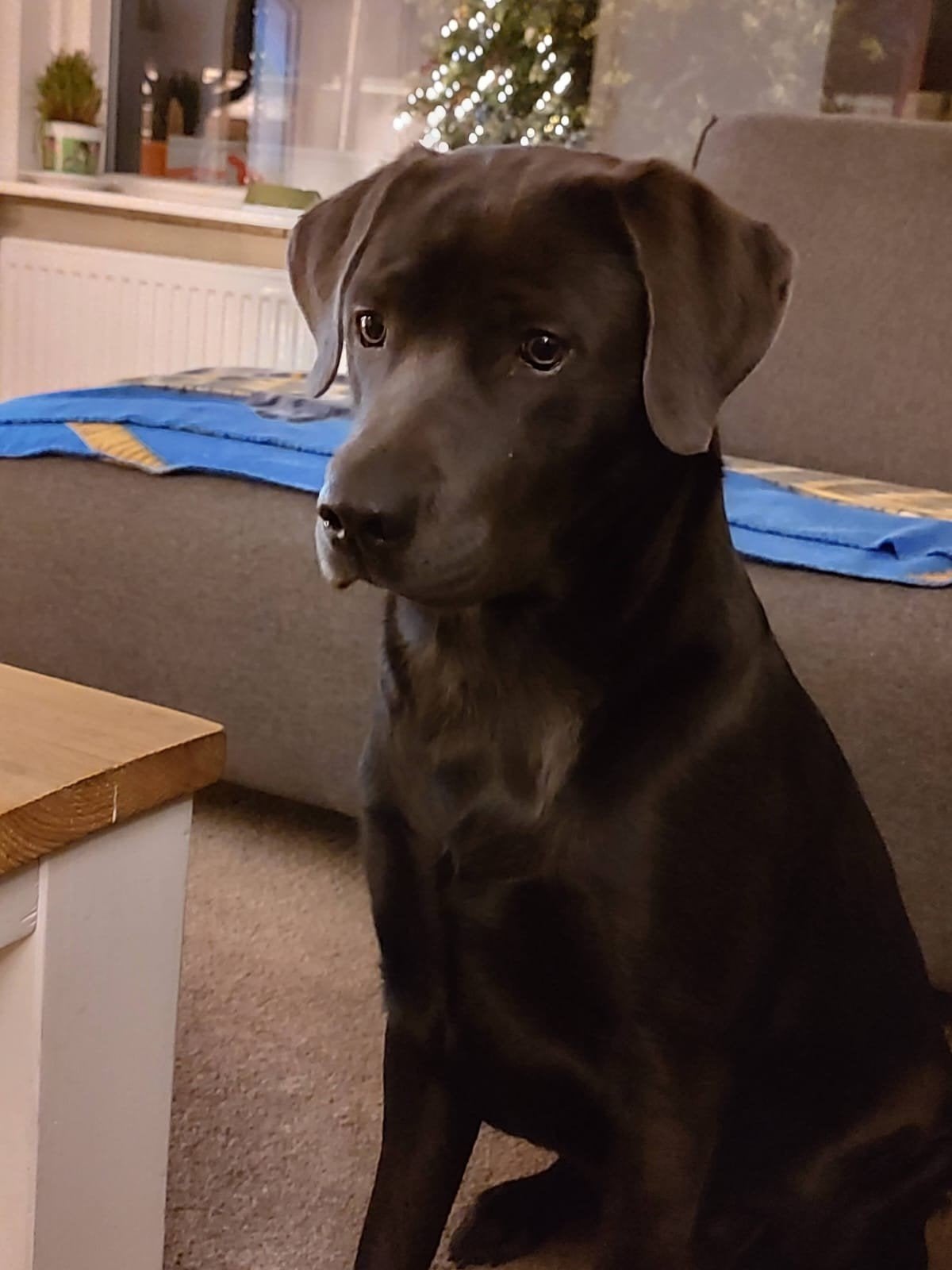 Kerngezonde geweldige charcoal labrador teef, Teef, Labrador retriever, Parvo, Eén hond