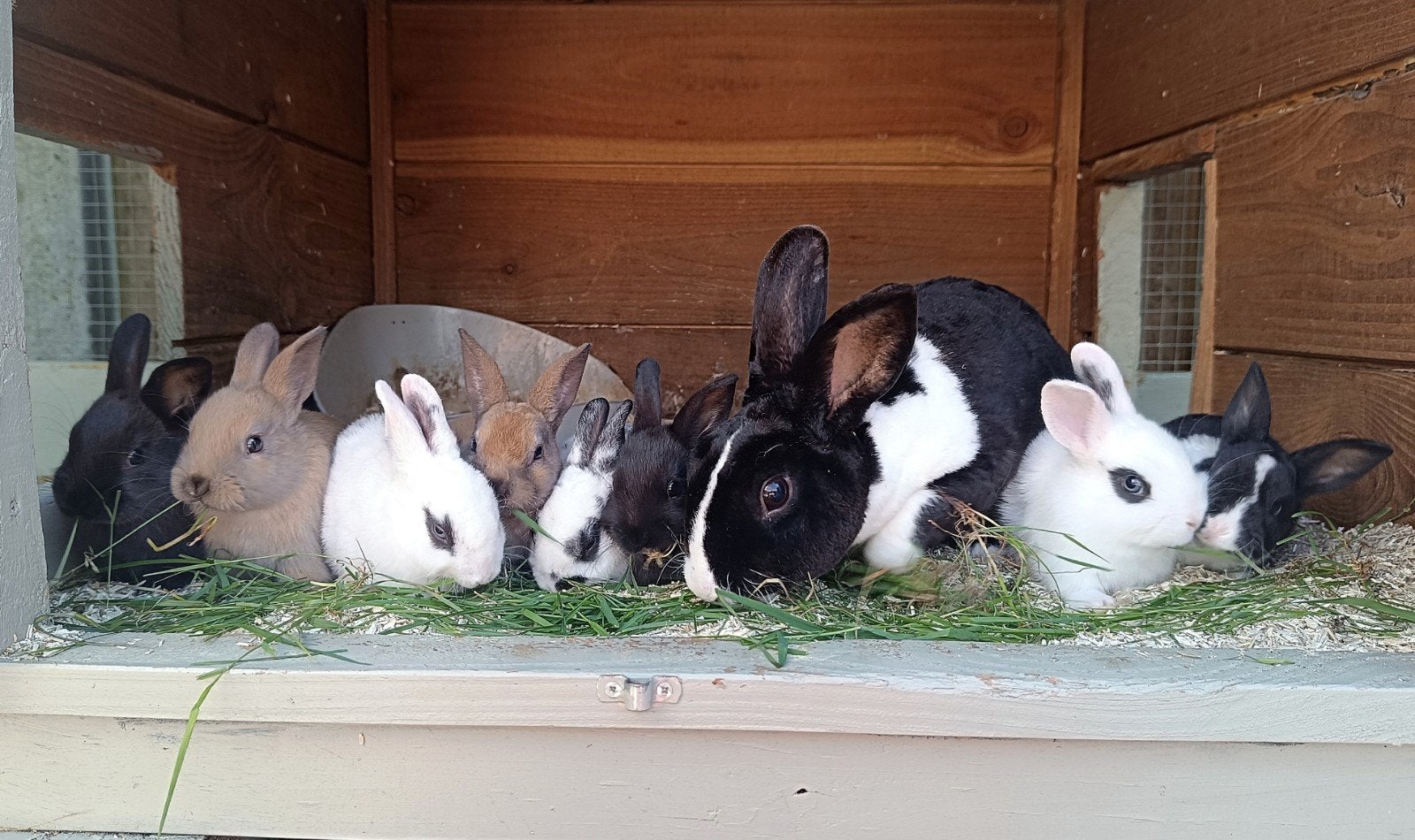 Rex konijntjes, Dieren en Toebehoren, Konijnen, Meerdere dieren, Klein, 0 tot 2 jaar