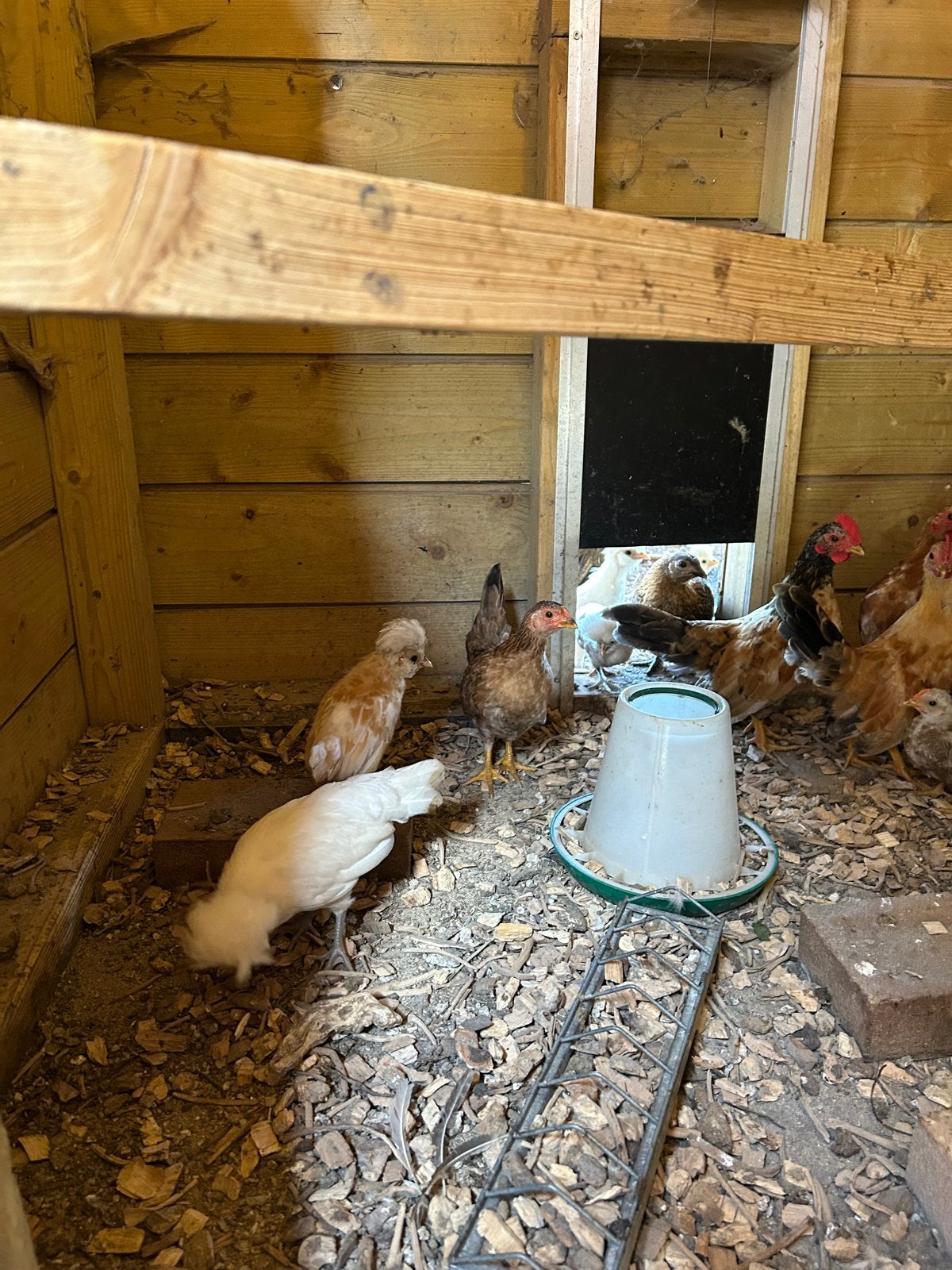 Serama en kuifhoender kuikens te koop, Meerdere dieren, Kip