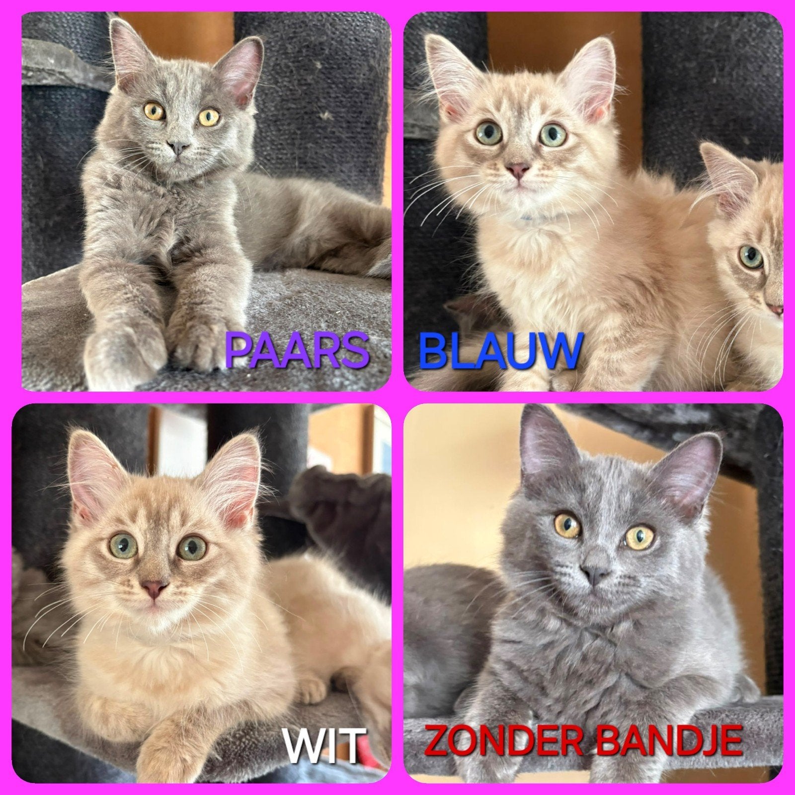 RAGDOLL KITTENS ( 2 X GEVACCINEERD), Dieren en Toebehoren, Katten en Kittens | Overige Katten, Meerdere dieren, Langharig, 0 tot 2 jaar