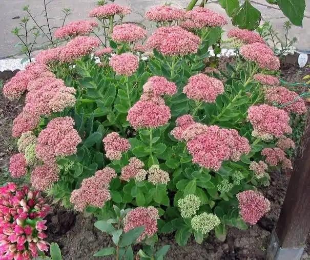 Stekjes van Hylotelephium (Hemelsleutel / Sedum), Tuin en Terras, Planten | Tuinplanten, Ophalen, Vaste plant