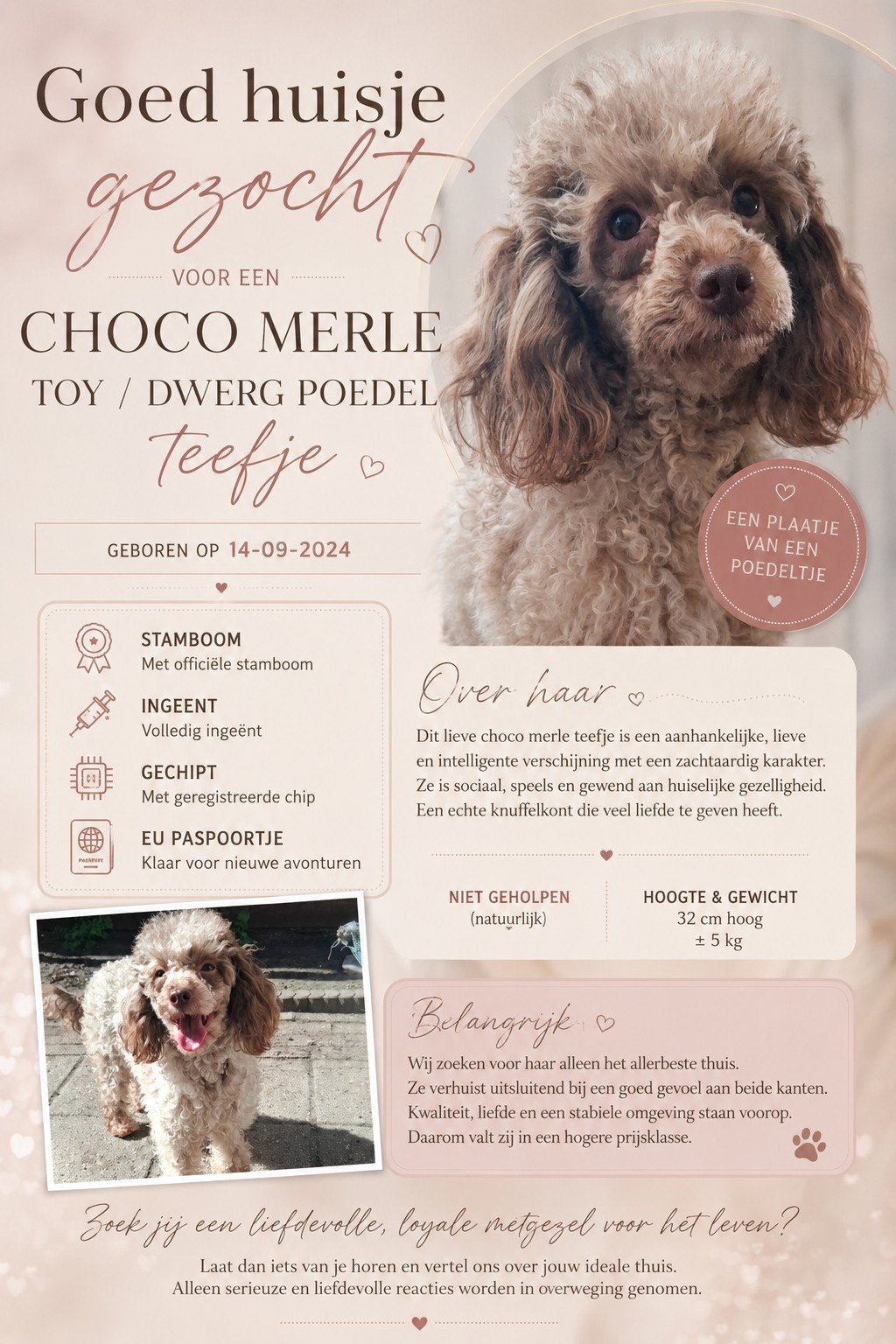 ️ ⭐️ CHOCO MERLE - Toy / Dwerg poedel teefje - stamboom ️⭐️, Poedel, Parvo, 1 tot 2 jaar, Teef