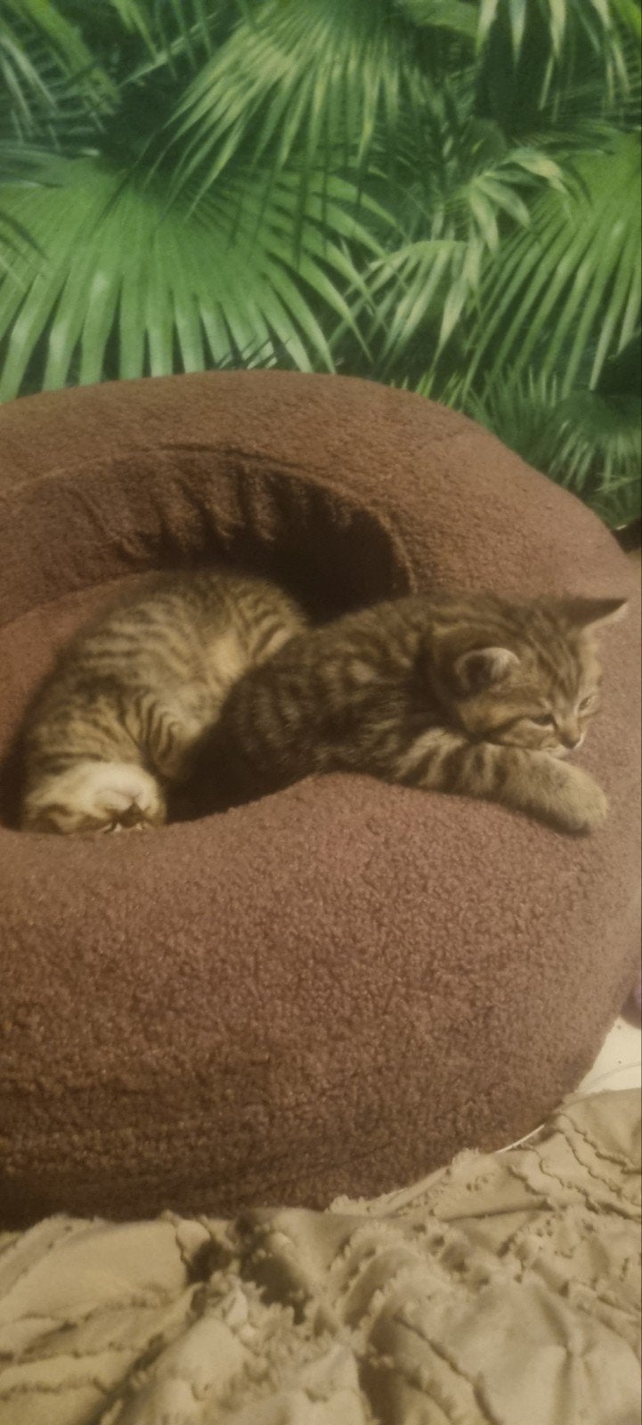Brits Korthaar Black Golden Tabby Spotted kittens, Kater, Met stamboom, 0 tot 2 jaar