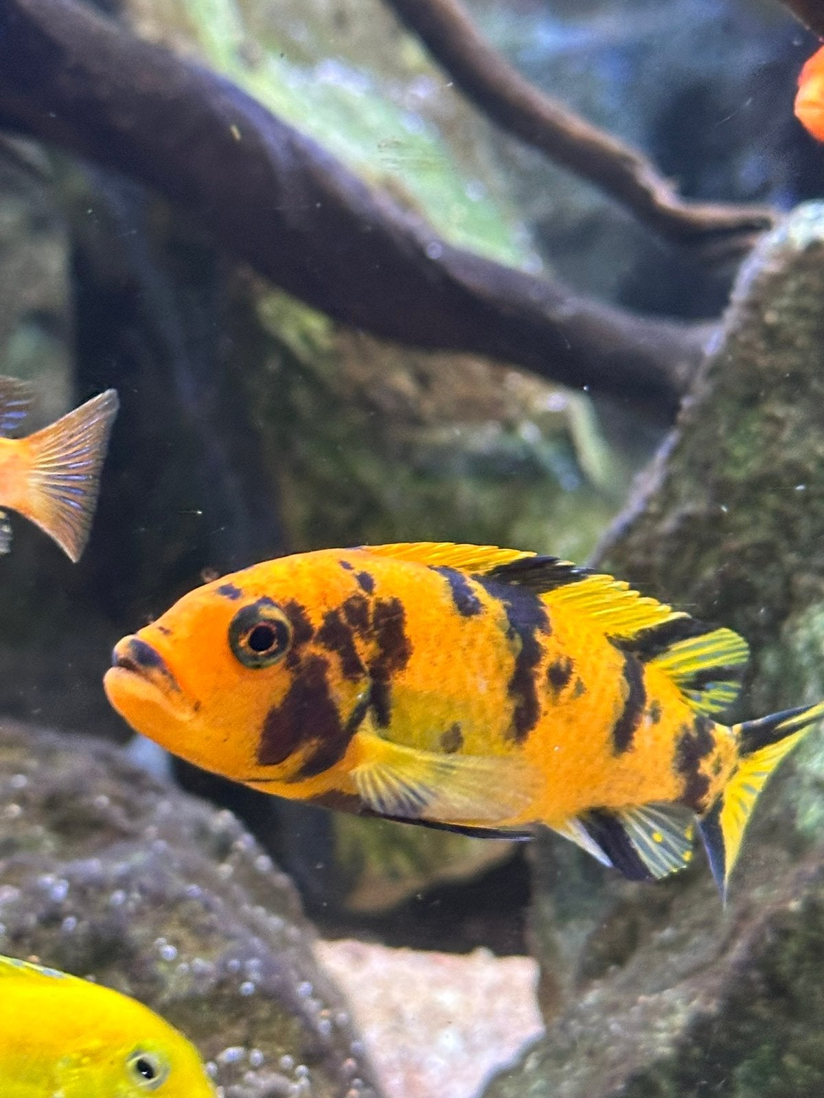 Metriaclima Estherae OB, Vis