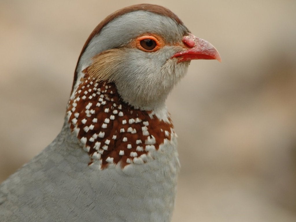 Verschillende patrijzen | Passend advies, Meerdere dieren, Overige soorten