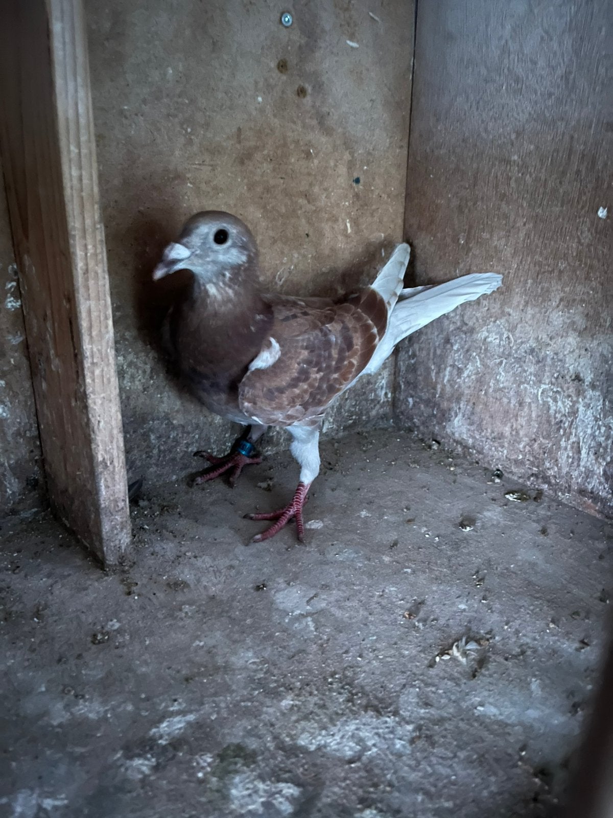 Mooie rode doffer, Dieren en Toebehoren, Mannelijk, Postduif