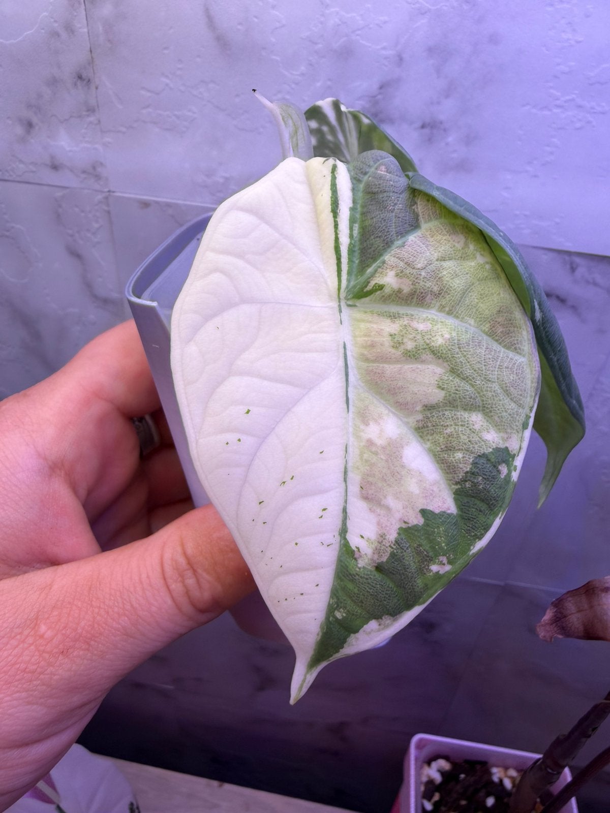 Alocasia Maharani Albo Variegata uit corm gekweekt, Huis en Inrichting, Kamerplanten, Ophalen of Verzenden, Halfschaduw, Minder dan 100 cm