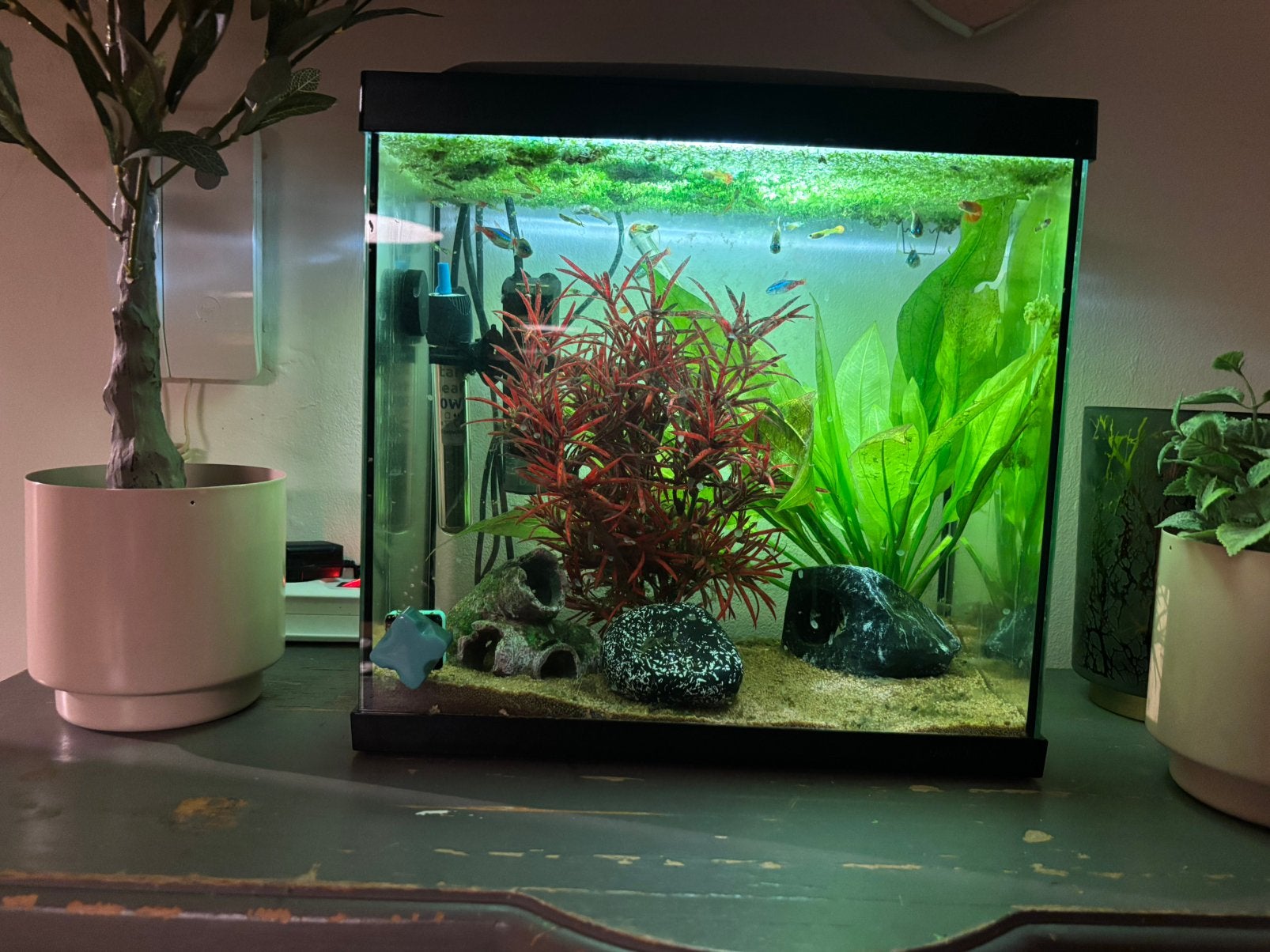 Aquarium 30/25 liter mer toebehoren en vissen, Dieren en Toebehoren, Ophalen, Gebruikt, Gevuld zoetwateraquarium, Superfish