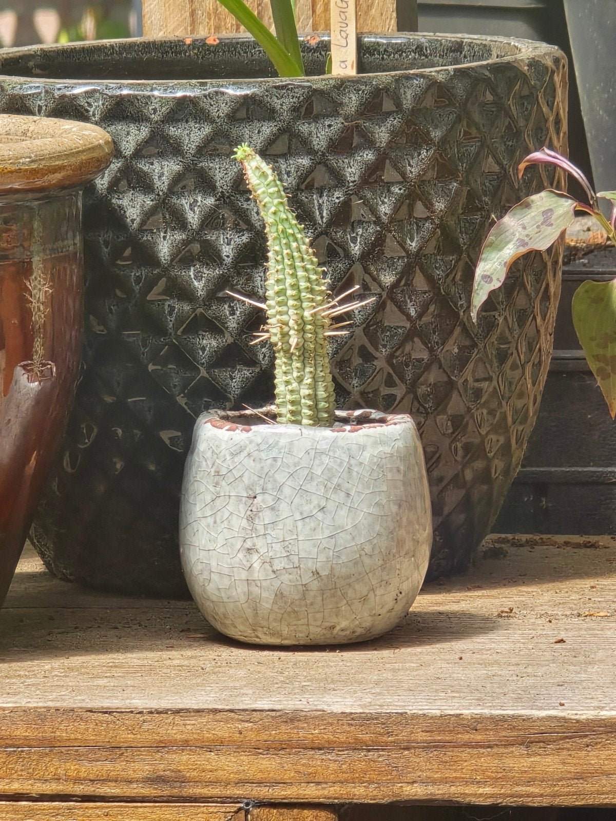 Euphorbia mammillaris 'Variegata' cactus, Ophalen, Cactus, Volle zon, Minder dan 100 cm