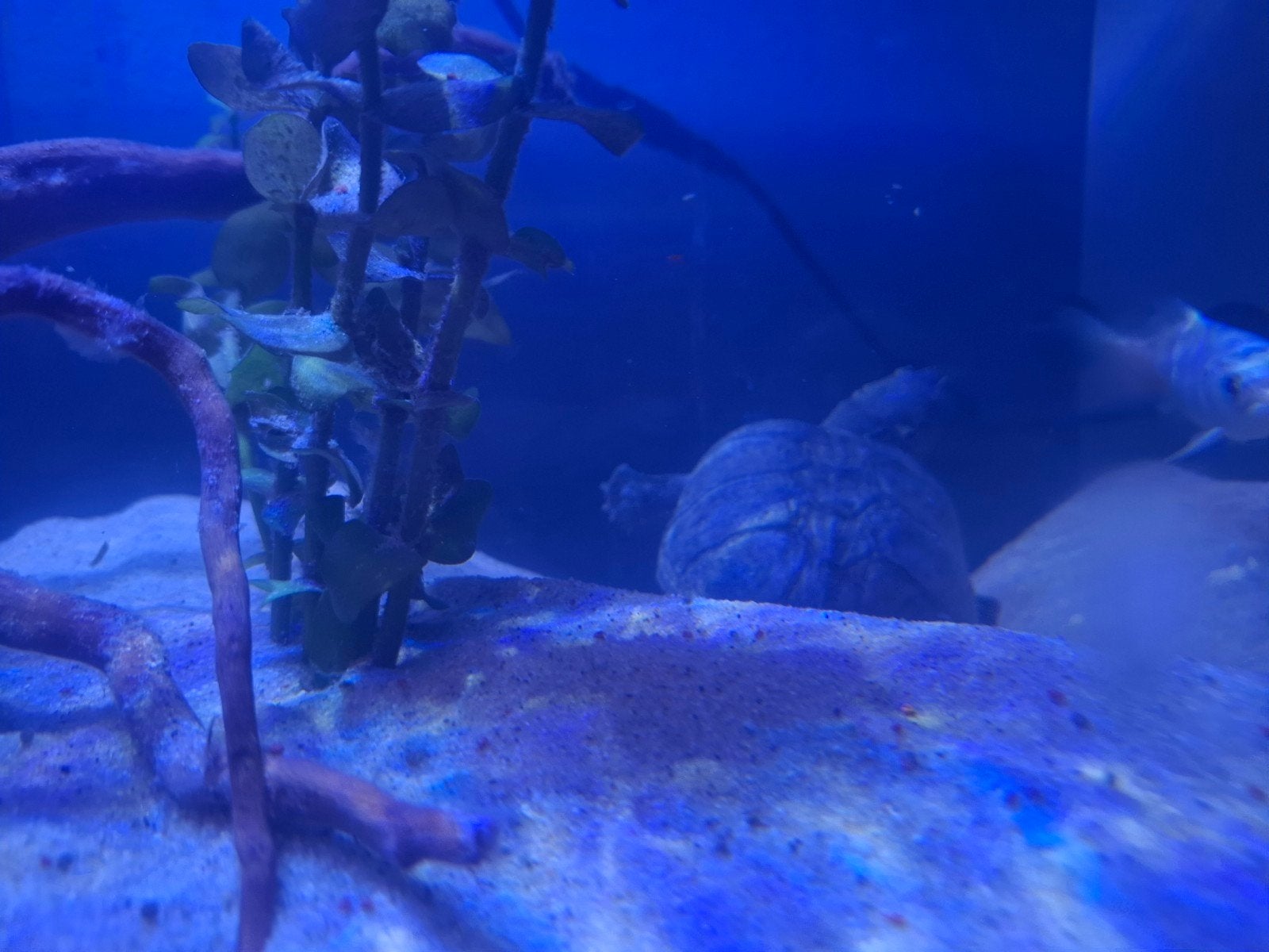 Mannelijke Muskusschildpad, Dieren en Toebehoren, Schildpad, 3 tot 6 jaar