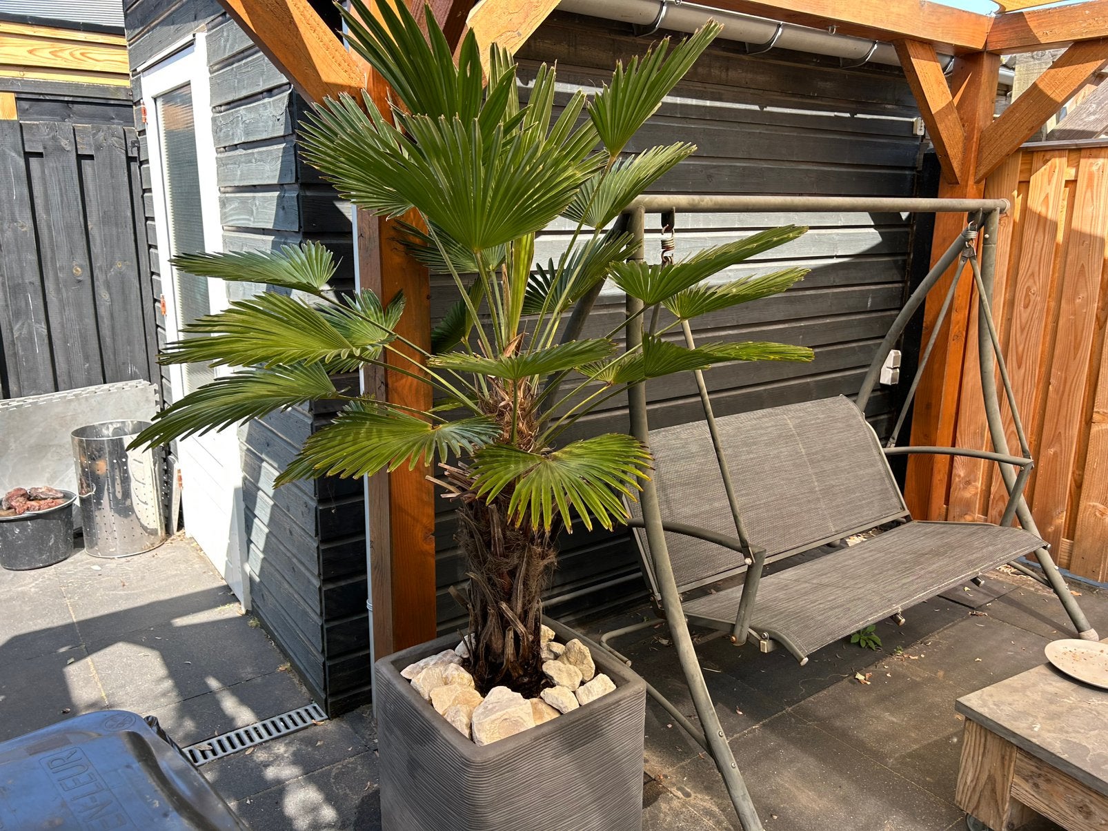 Trachycarpus fortunei (Chinese waaierpalm) + luxe plantenbak, 100 tot 250 cm, Zomer, Palmboom, Ophalen
