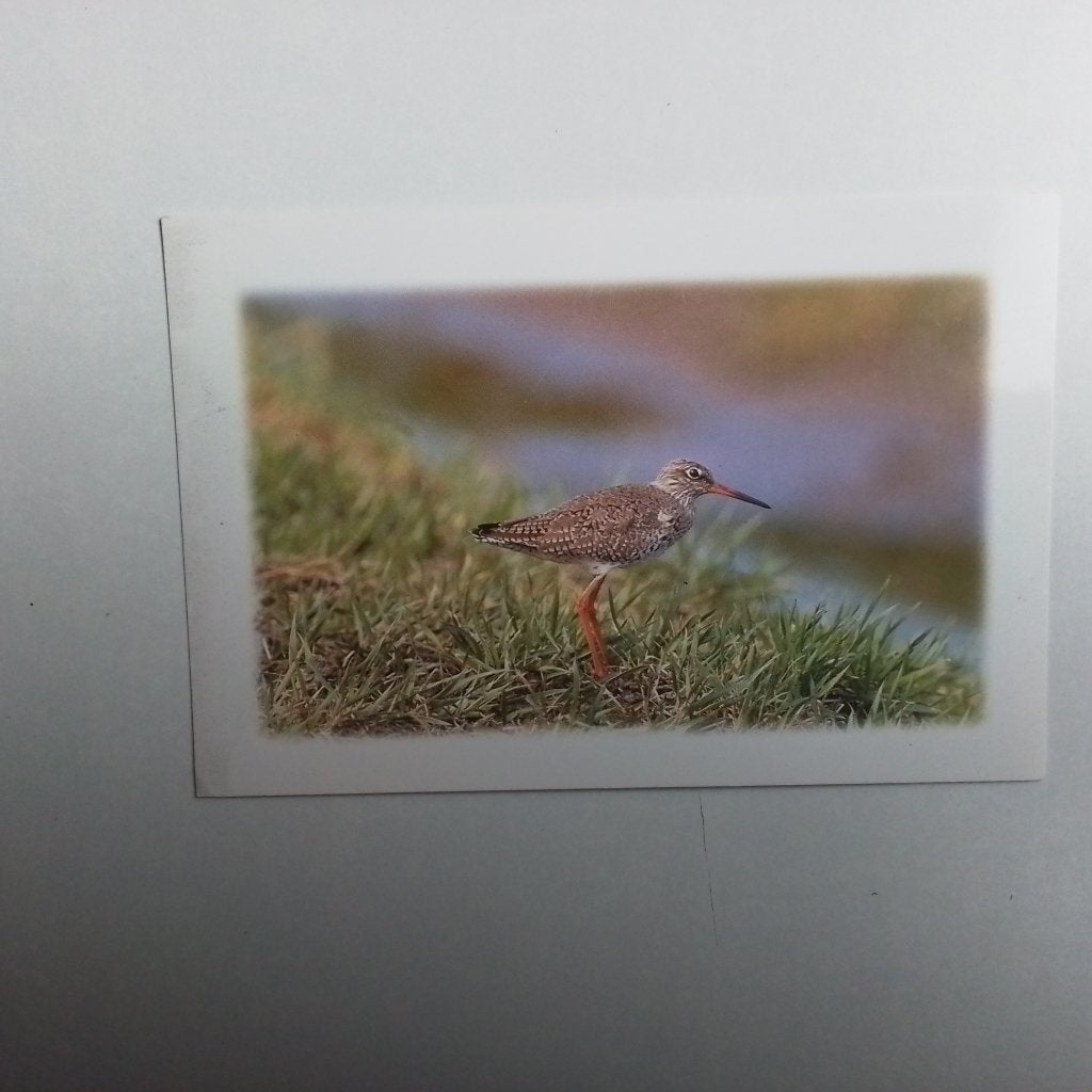 Tureluur, Ophalen of Verzenden, Ongelopen, Vogel
