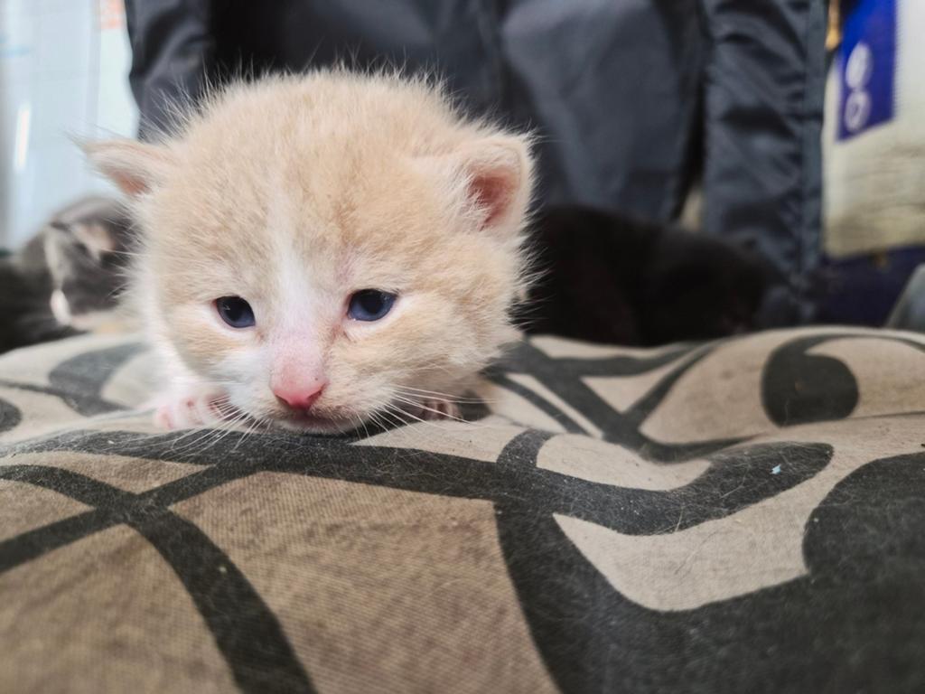 Prachtige konings kittens te koop!, Dieren en Toebehoren, Katten en Kittens | Overige Katten, Meerdere dieren