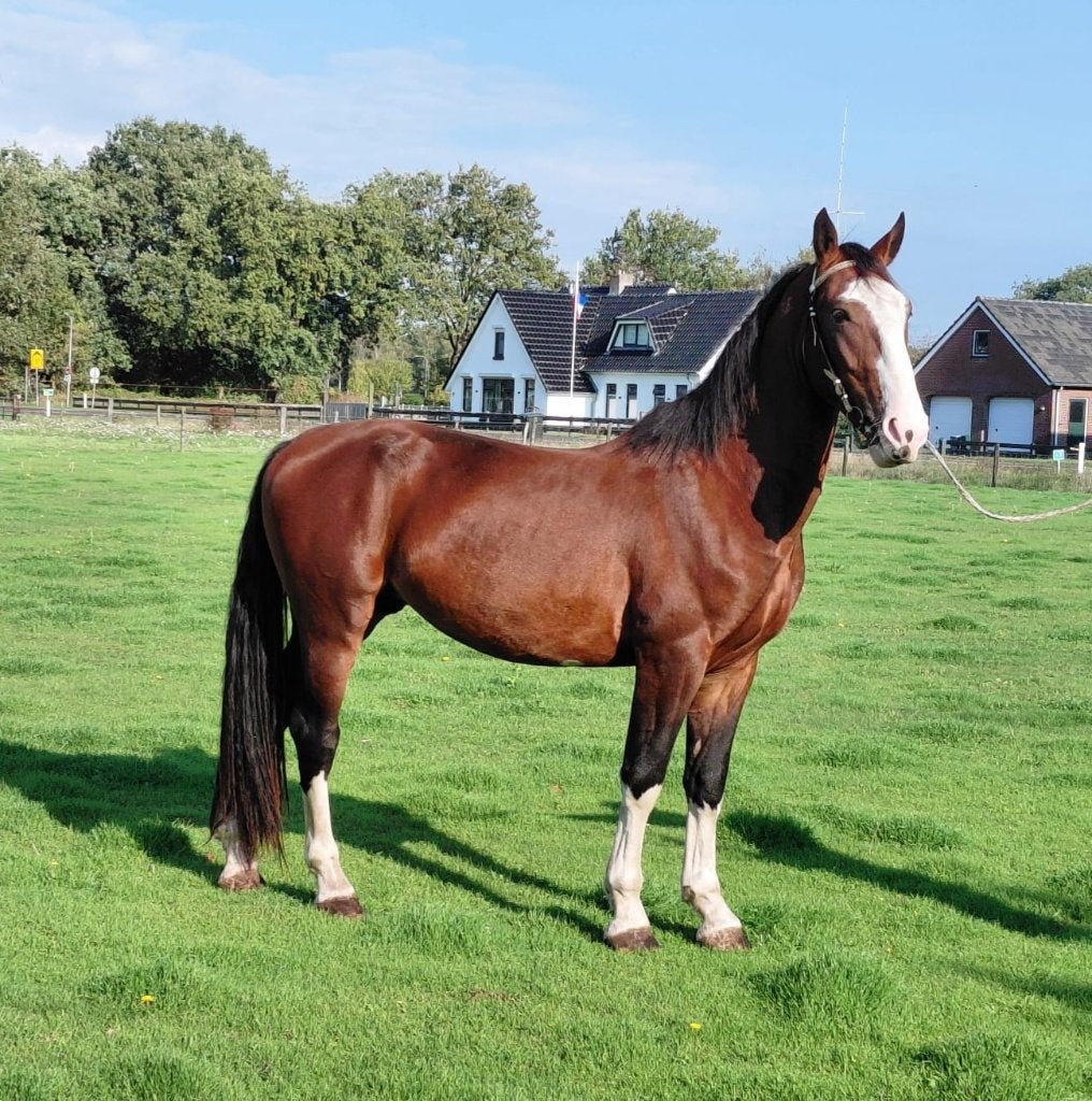 Mooie 3 jarige tuigpaard hengst., Hengst, Tuigpaard, Met stamboom, 3 tot 6 jaar