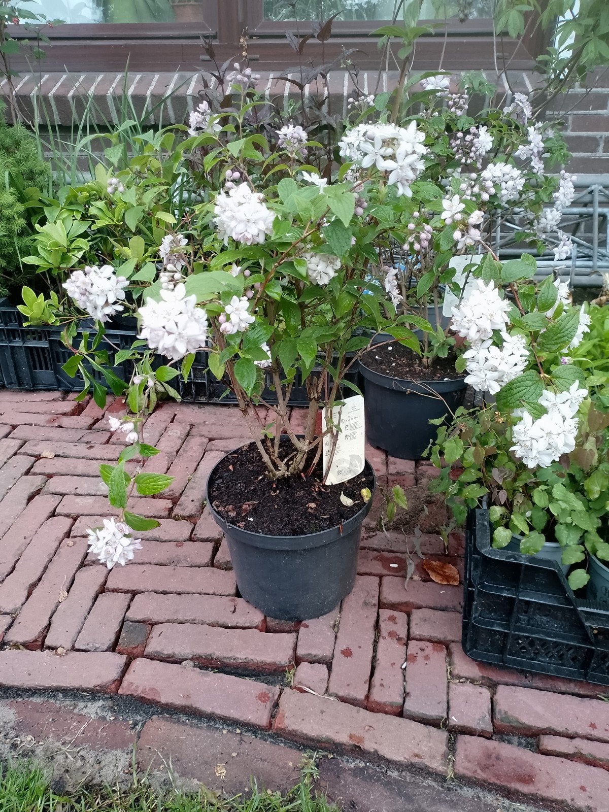 Vaste planten en heesters te koop, Ophalen, Zomer, Vaste plant, Halfschaduw