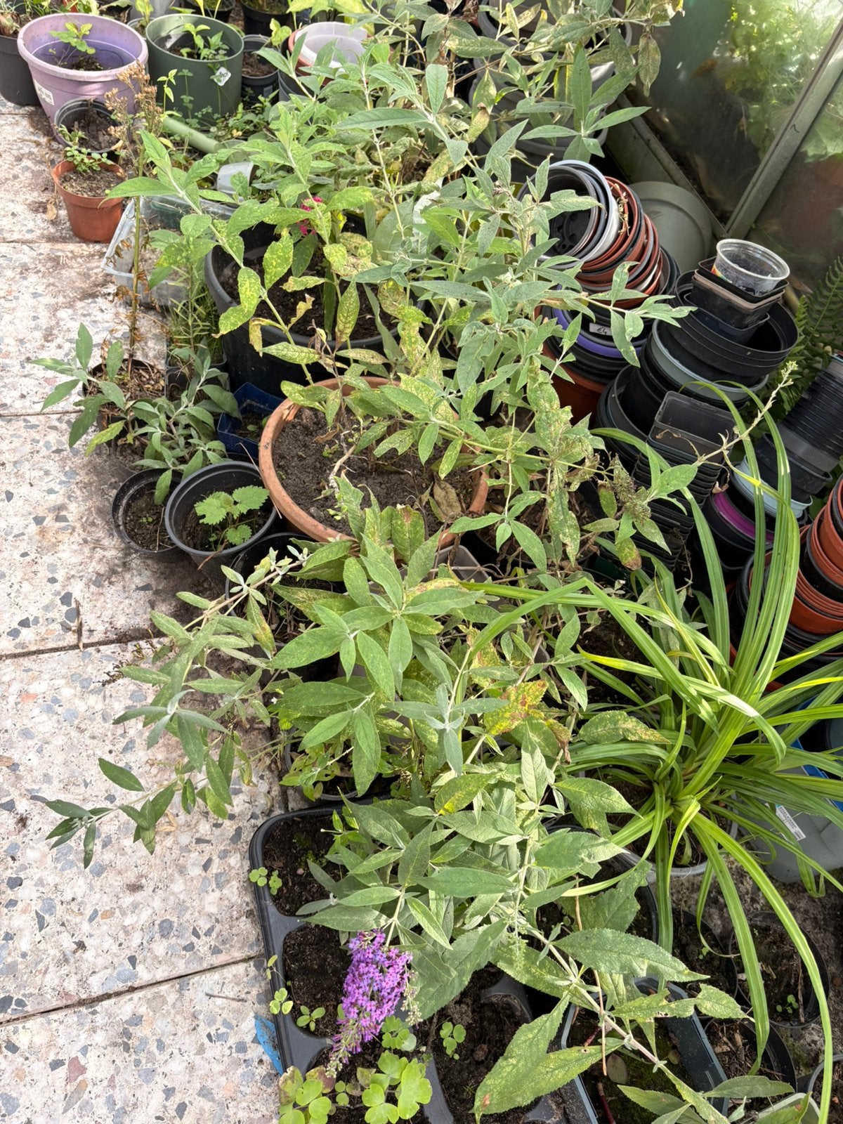 Nog heel veel vlinderstruiken wit en lila, Tuin en Terras, Ophalen of Verzenden, Overige soorten, Volle zon