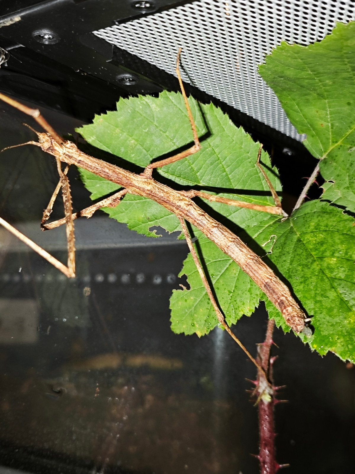 Wandelende tak oxyartes sp. Pu Mat, Wandelende tak