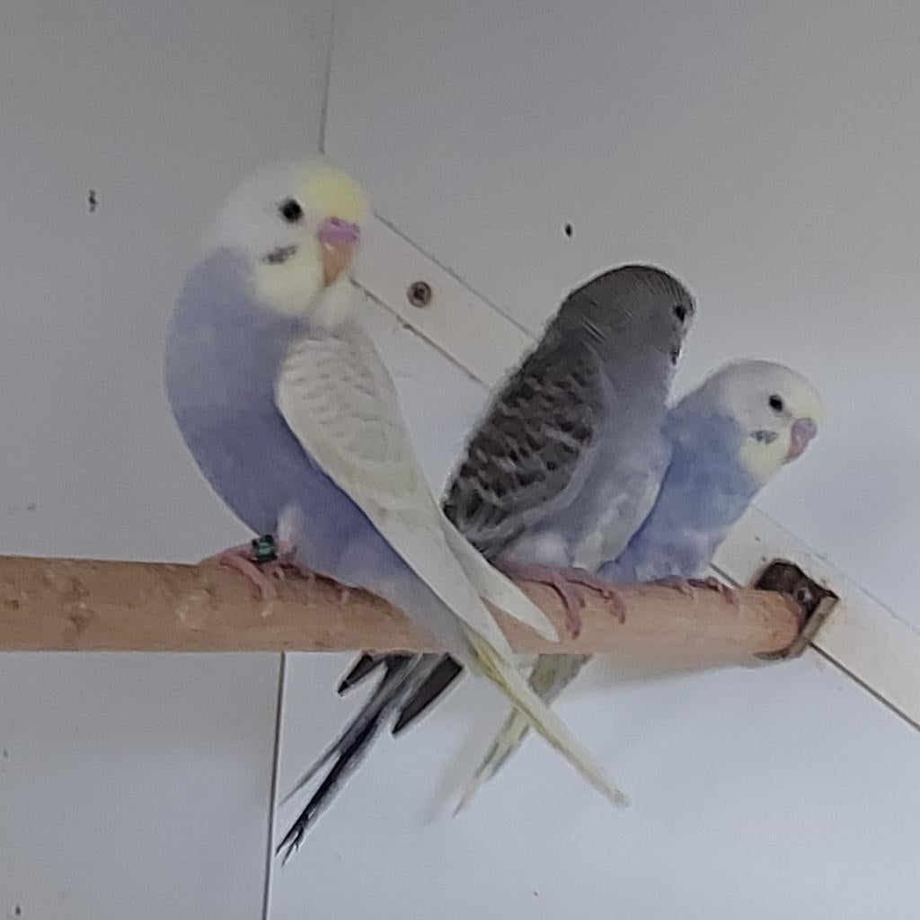 Jonge grasparkietjes, Dieren en Toebehoren, Vogels | Parkieten en Papegaaien, Geslacht onbekend, Parkiet, Geringd