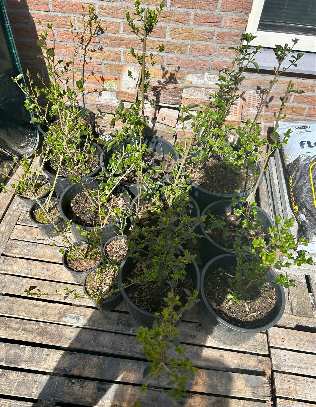 15 Ligusterhaag planten in pot, Tuin en Terras, Volle zon, Vaste plant, Bloeit niet, Ophalen