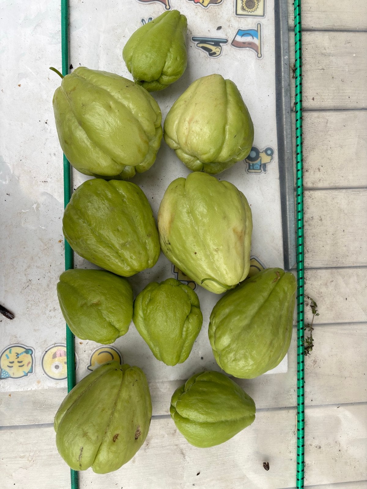 Verse Chayote Vruchten - Biologisch Gekweekt, Ophalen of Verzenden, Eenjarig, Groenteplanten, Volle zon
