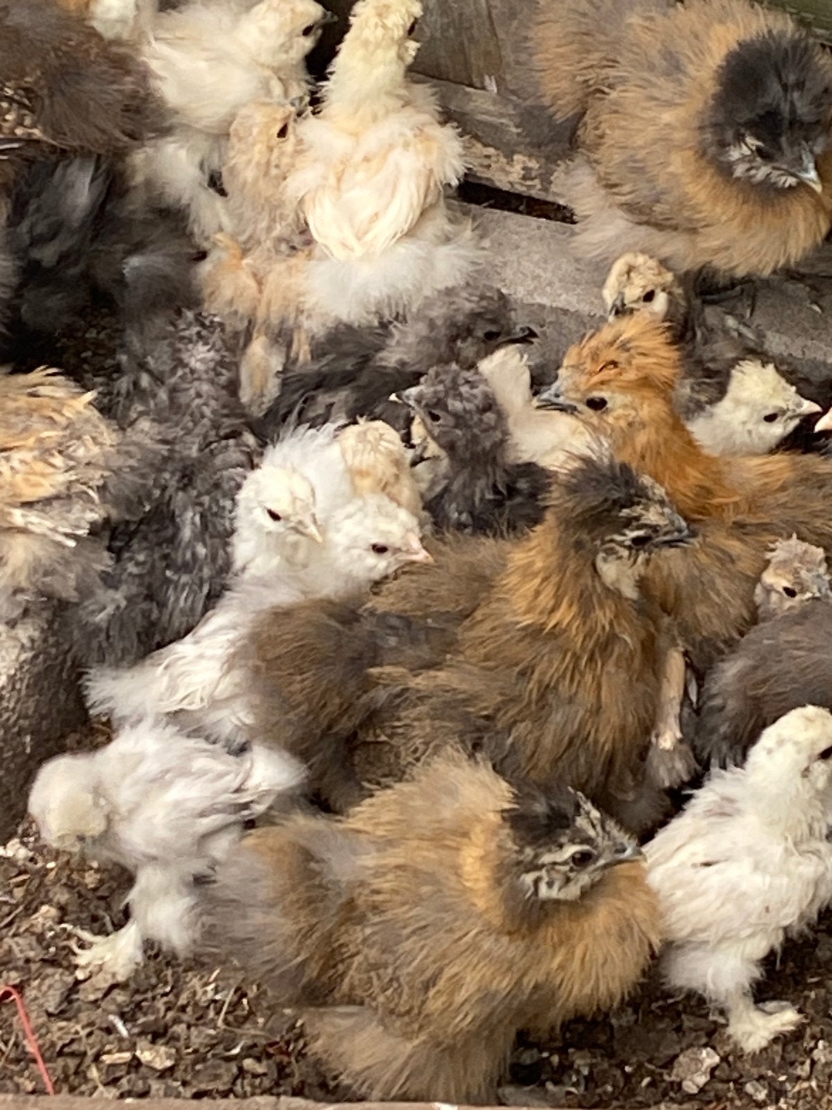 Kuikens kuikentjes USA Zijdehoen, Dieren en Toebehoren, Geslacht onbekend, Kip