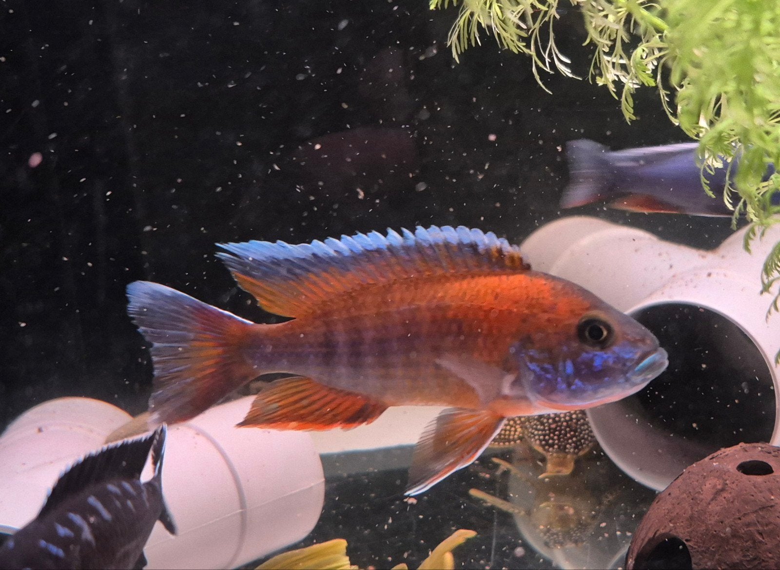 Aulonocara Red Rubin man, Vis, Zoetwatervis