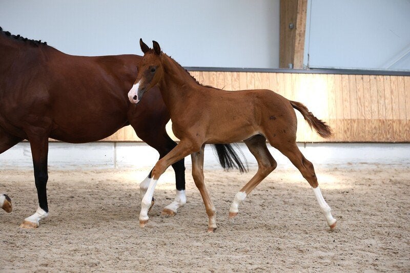 Talentvol dressuur hengstveulen v. Powerbank, Hengst, Dressuurpaard, Met stamboom, 0 tot 2 jaar