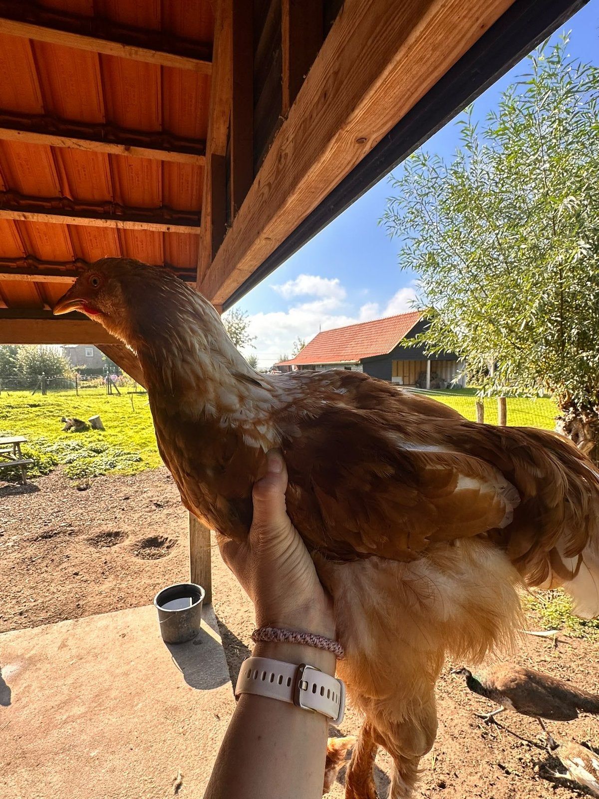 Gratis afhalen 2 hanen, Dieren en Toebehoren, Mannelijk, Kip