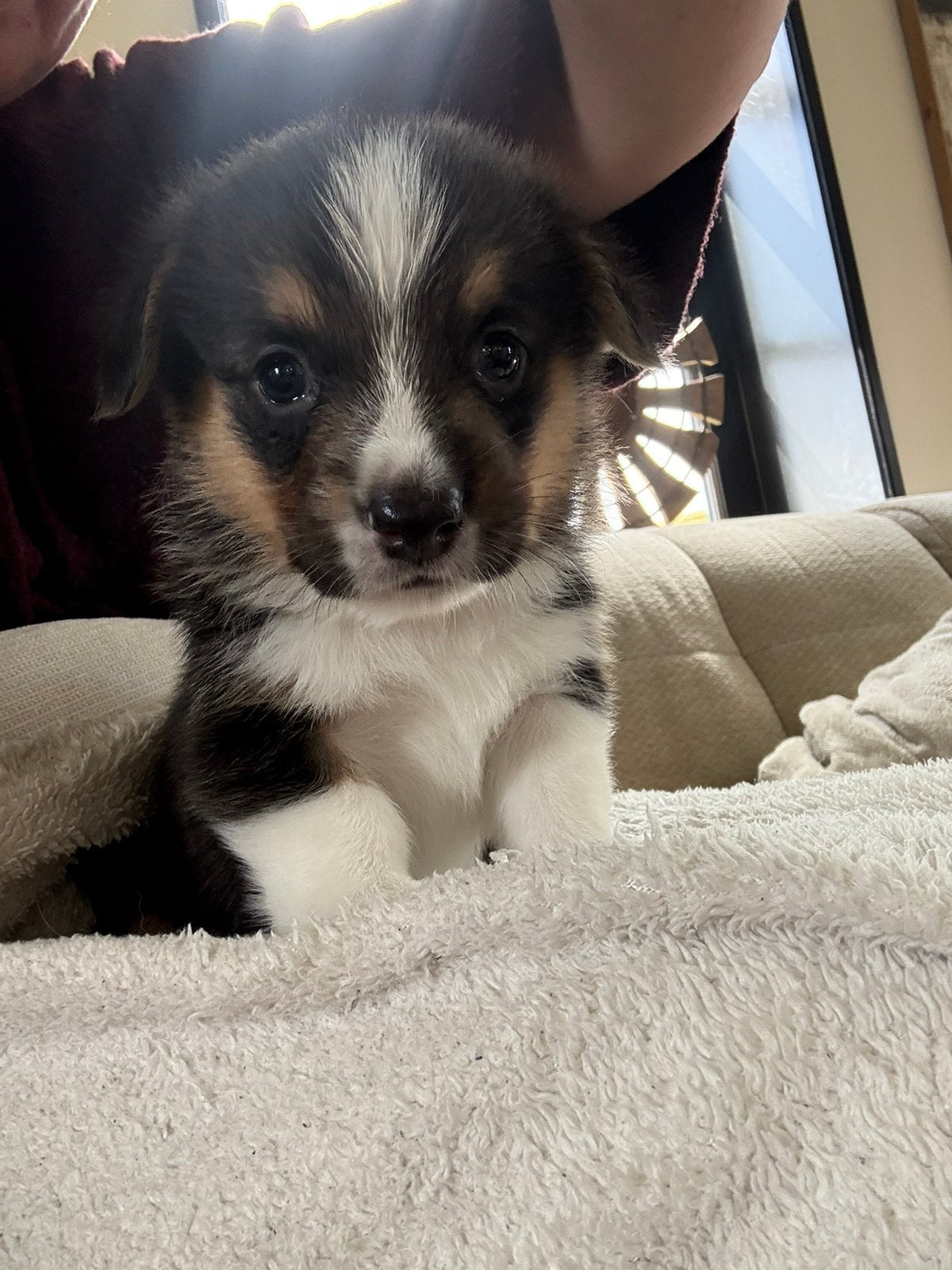 Welsh Corgi Cardigan pups, Parvo, 8 tot 15 weken, Meerdere, Nederland