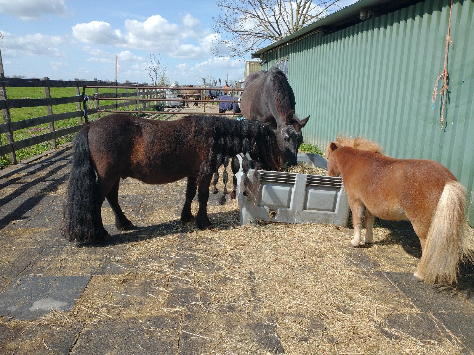 Verzorgster gezocht, Dieren en Toebehoren, Ophalen