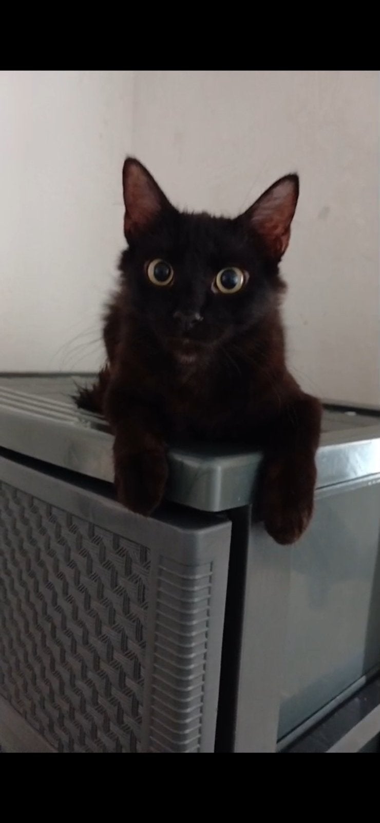 Lieve zwarte kater Zaytoen zoekt een gouden mand, Ophalen of Verzenden