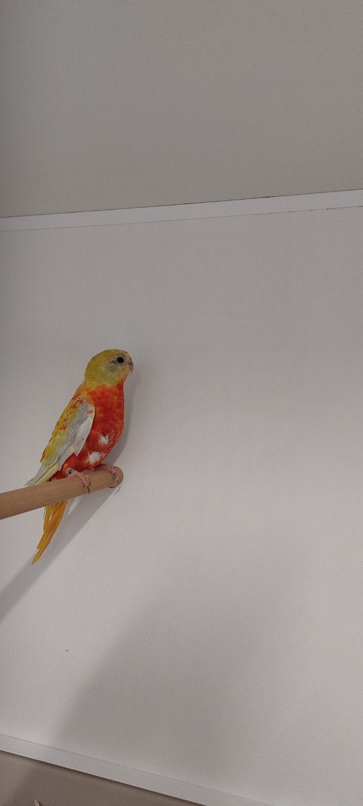 Te koop turkesienes, Meerdere dieren, Parkiet, Geringd