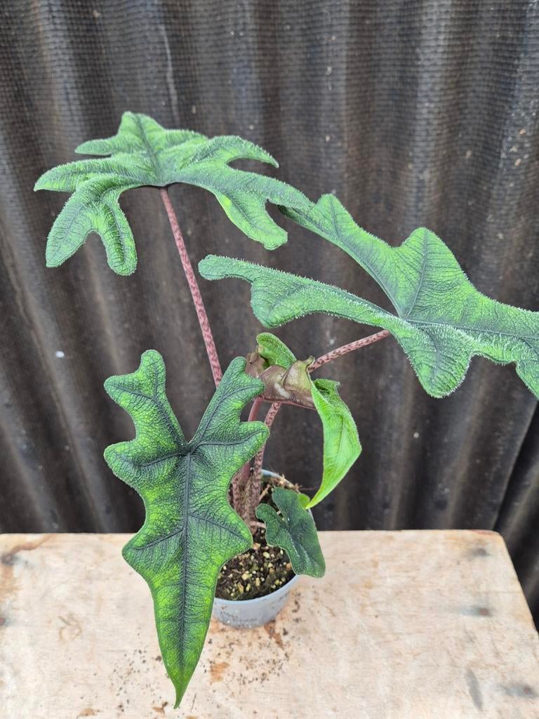 Alocasia Jacklyn p12 (5)