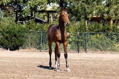 Veulen, Merrie, Springpaard, Minder dan 160 cm, Niet van toepassing