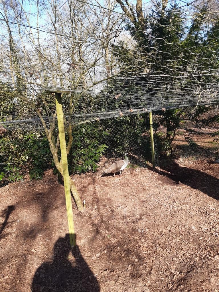 Pauwhen, Ophalen of Verzenden, Minder dan 100 cm, Overige soorten