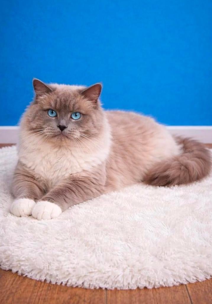 Ragdoll Dekkaters met Stamboom