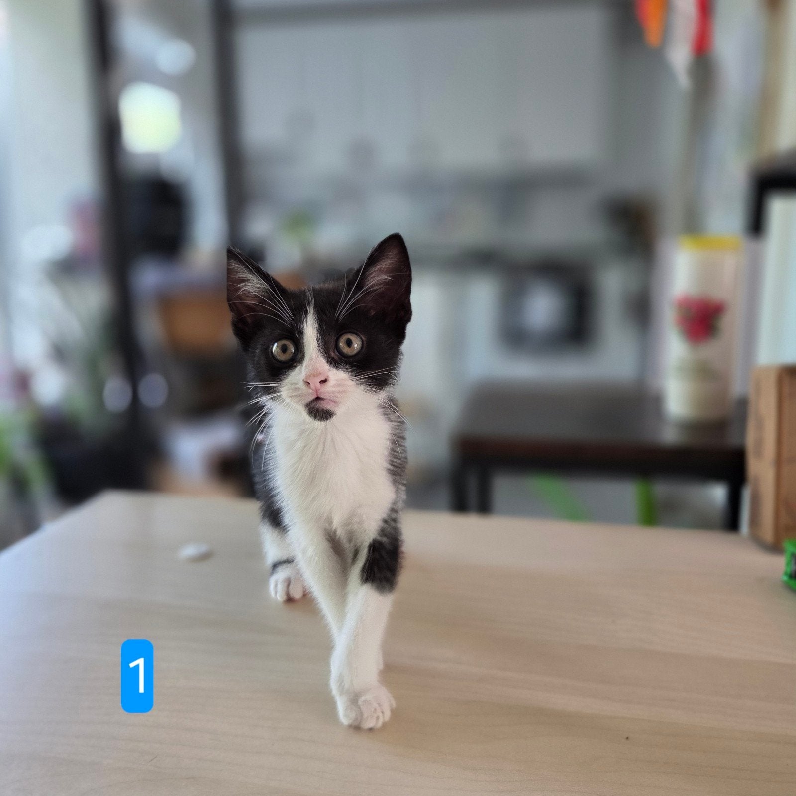 Kittens, Kater, Gechipt, 0 tot 2 jaar