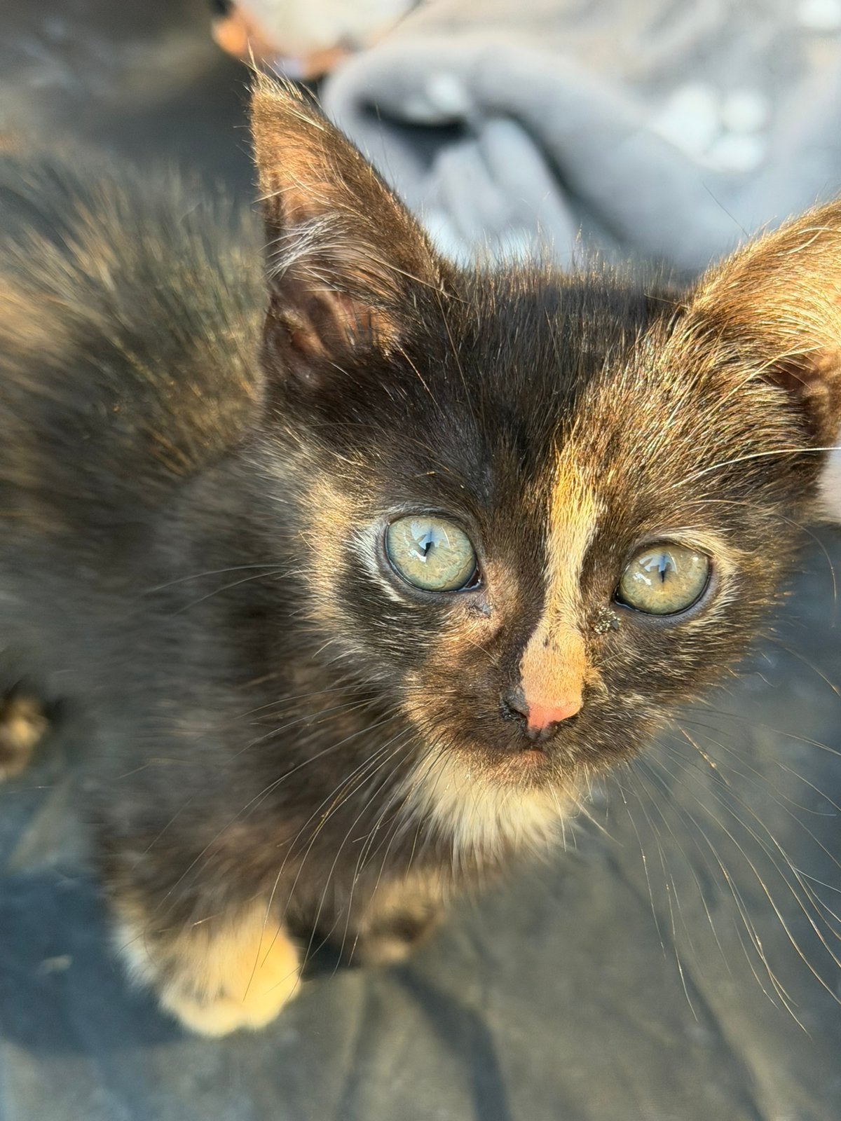 kittens zoeken forever home, Dieren en Toebehoren, Katten en Kittens | Overige Katten, Meerdere dieren