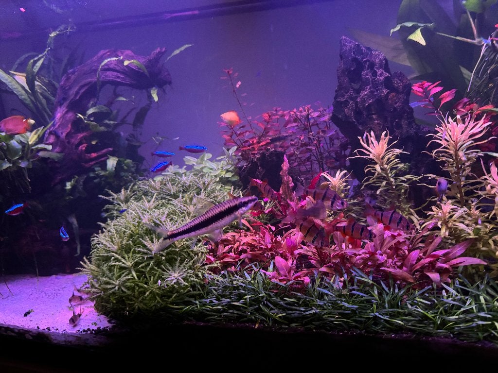 Compleet Juwel 180 aquarium | vissen, planten, CO2, Fluval, Ophalen, Inclusief vissen, Gebruikt, Gevuld zoetwateraquarium